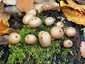 Körtealakú pöfeteg (Lycoperdon pyriforme), Bakony